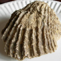 Oyster Shell Fossil