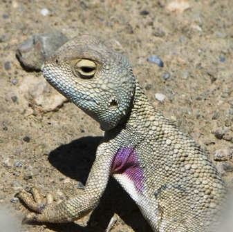 Pink Spot Agama by John M. Regan