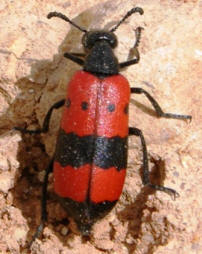 Red Beetle