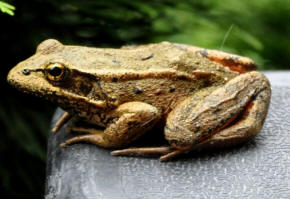Red Legged Frog by John M. Regan