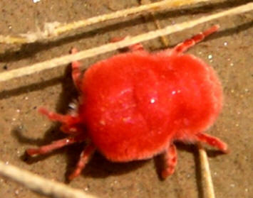 Saudi Red Velvet Mite by John M. Regan