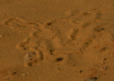 SnakeTrack1 by John M. Regan