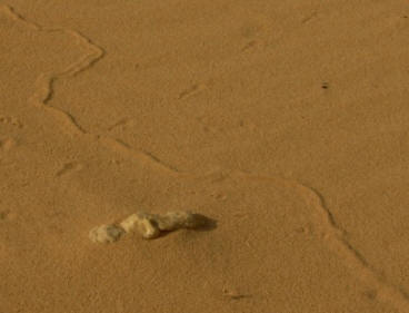 SnakeTrack2 by John M. Regan