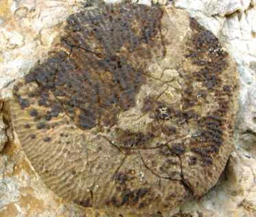 Coral Fossil