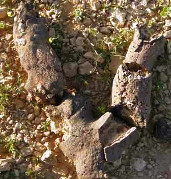 Coral Tree Fossil