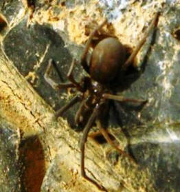 Black Spider