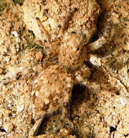Saudi Spider