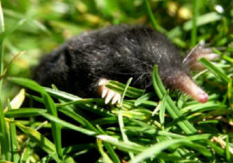 Shrew Mole by John M. Regan