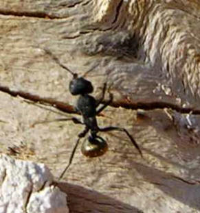 Silver Bottom Ant