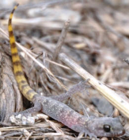 Striped Tailed Gecko