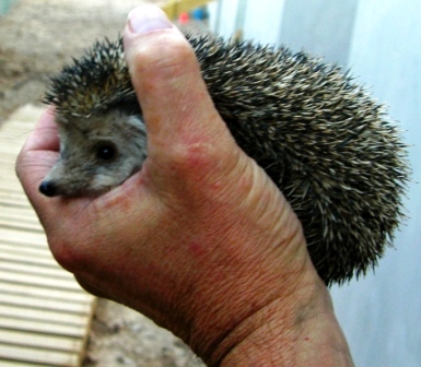 Hedge Hog