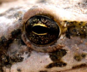 Toad Eye