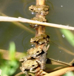 Toadlings by John M. Regan