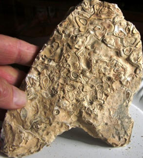 Unknown Fossil